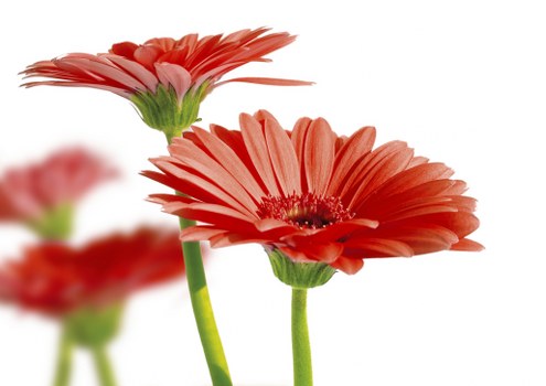 Elegant floral display for birthday